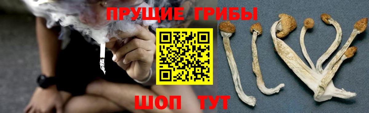 Псилоцибиновые грибы Cubensis Сланцы